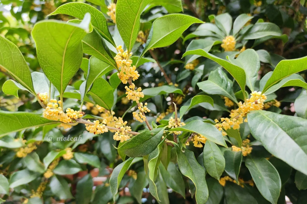 飘香桂花 秋天的味道