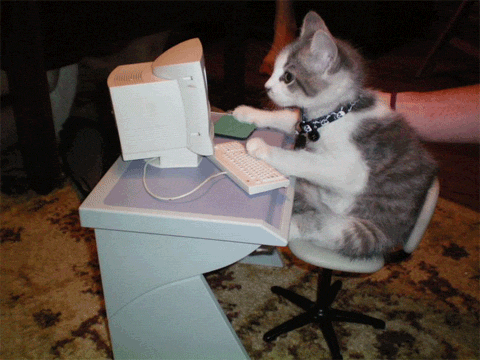 Fast-typing kitten at a small computer