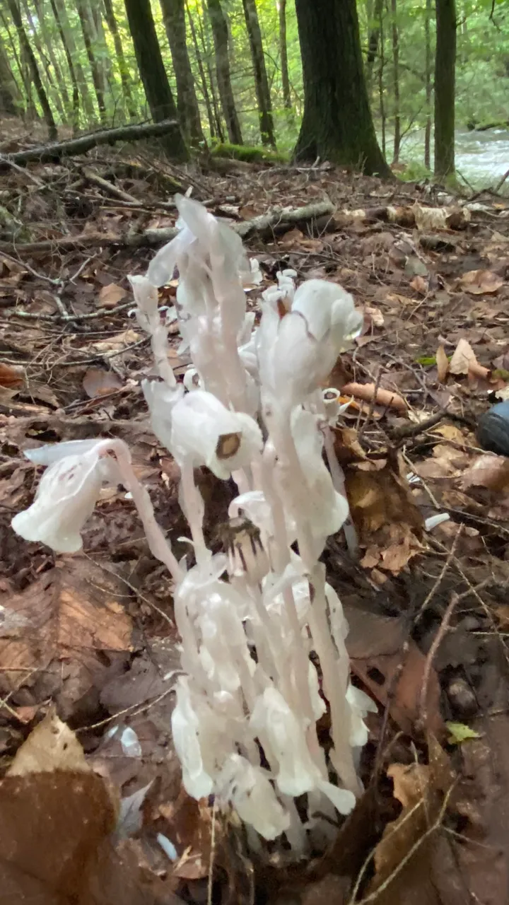 Ghost pipe