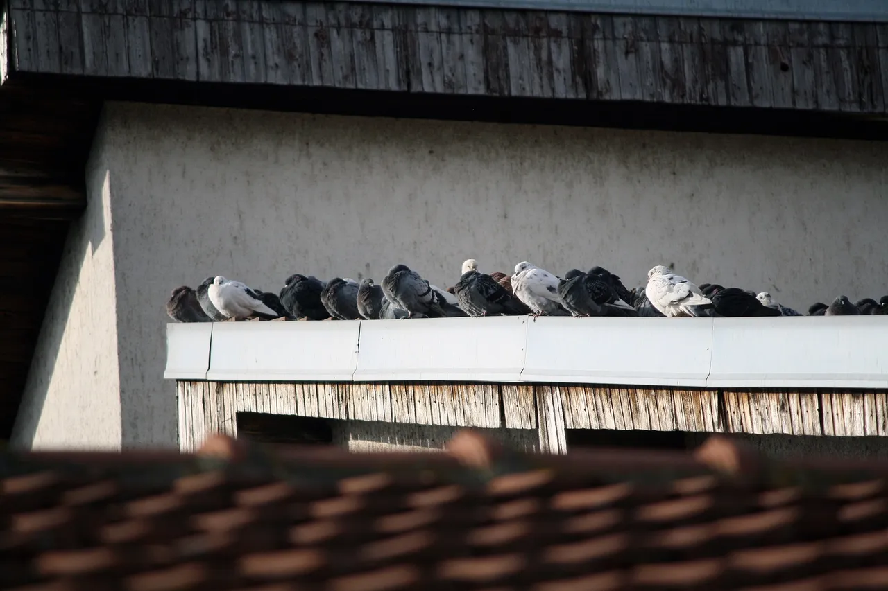 pigeons_03.jpg