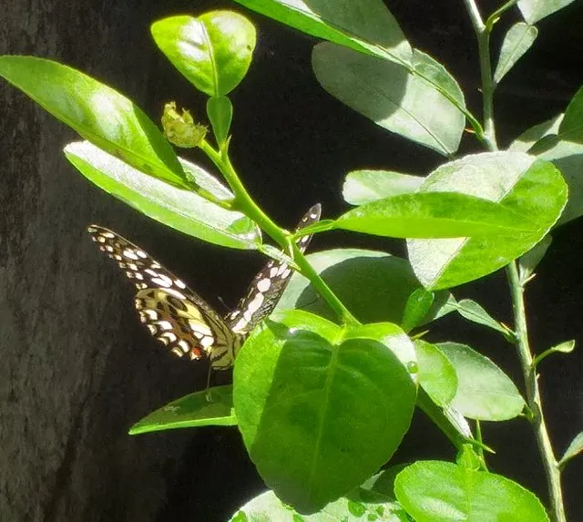 butterfly5.jpg