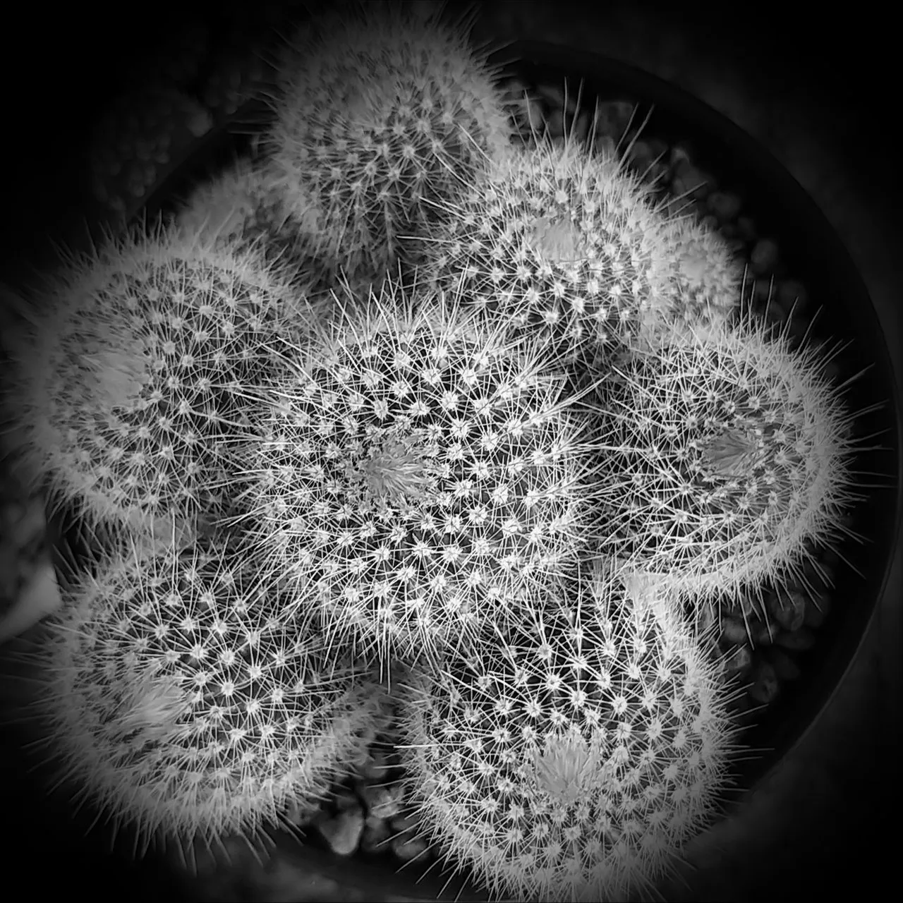 cactuses_4.jpg