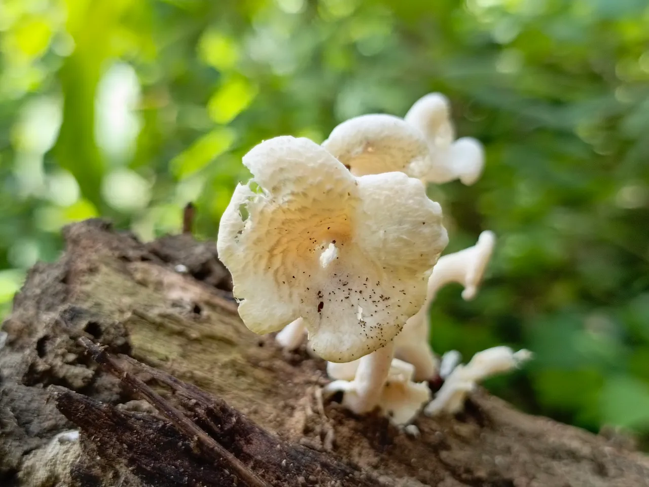 Lentinus squarrosulus