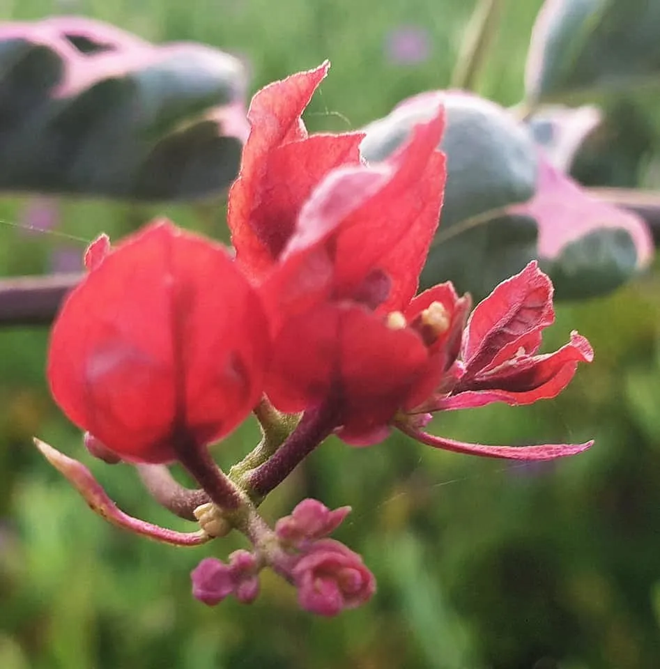 flower_93u.jpg