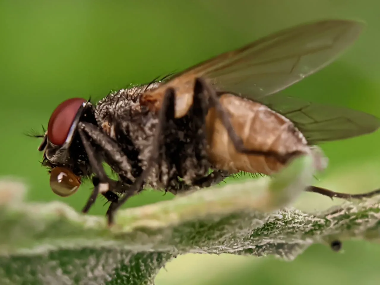 fly (16).jpeg