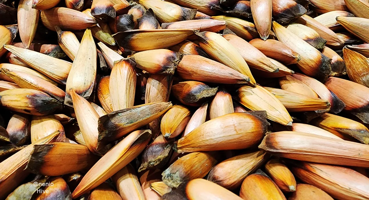pinones-002.jpg
