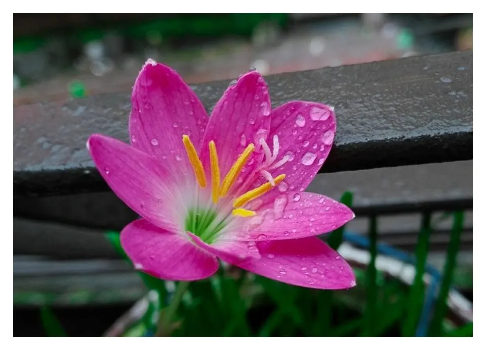 rain lily.jpg
