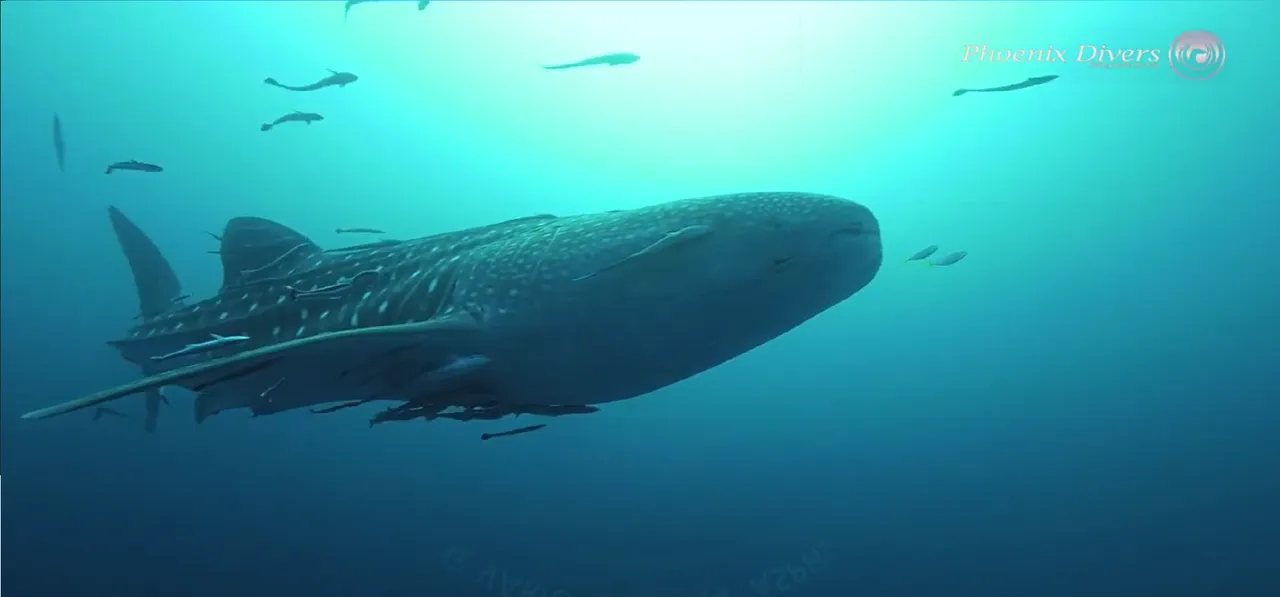 WhaleShark2.png