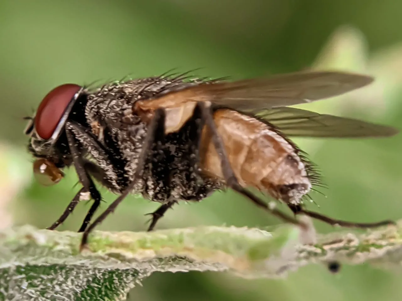 fly (15).jpeg