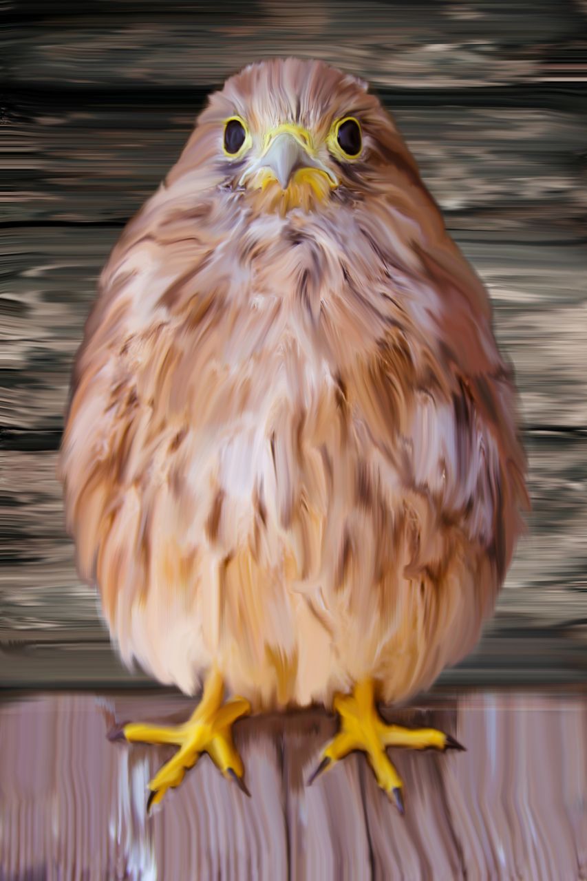 babykestrel.jpg