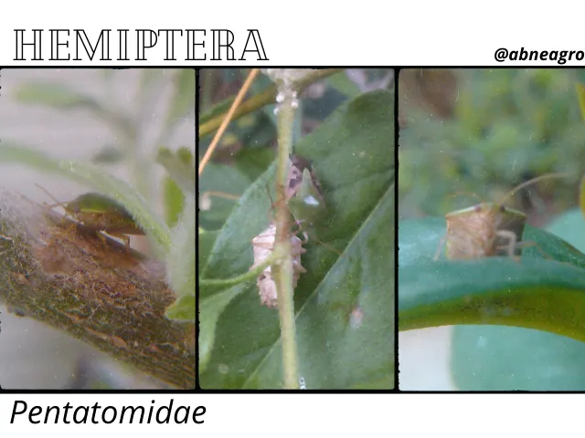 Hemiptera22.png