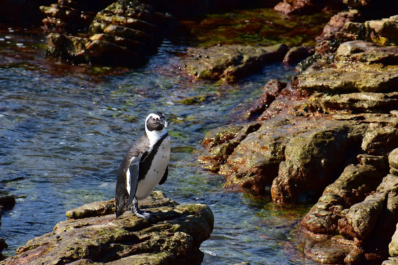 CapeTown-39.jpg