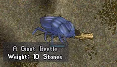 UO Beetle.png