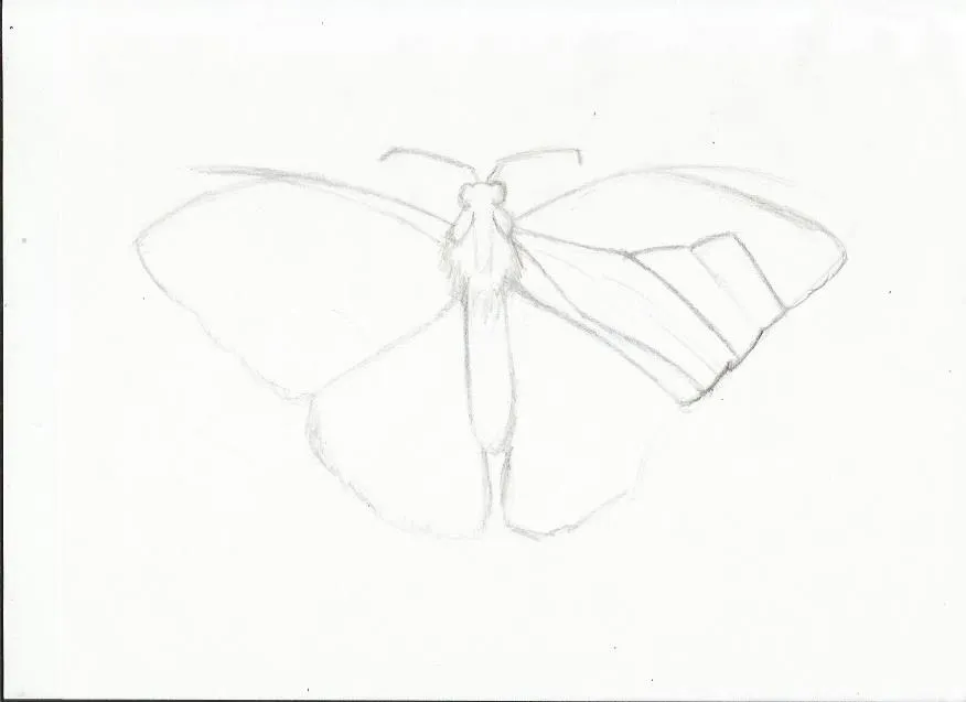 mariposa .jpg