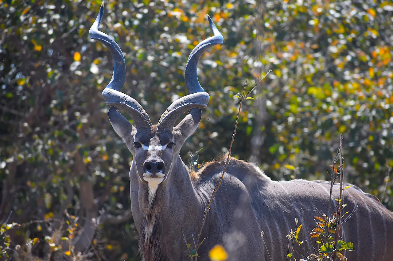 Afrique-077.jpg