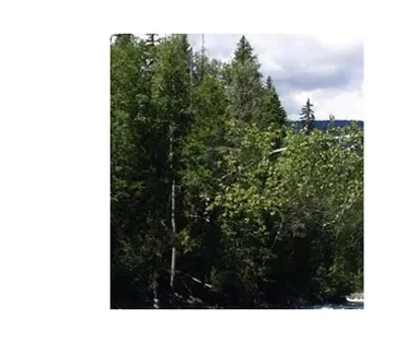 cedar-woods.jpg