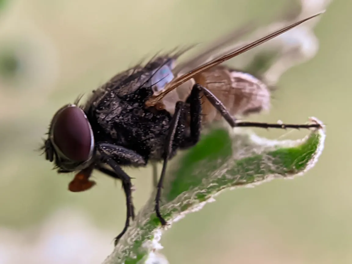 fly (17).jpeg