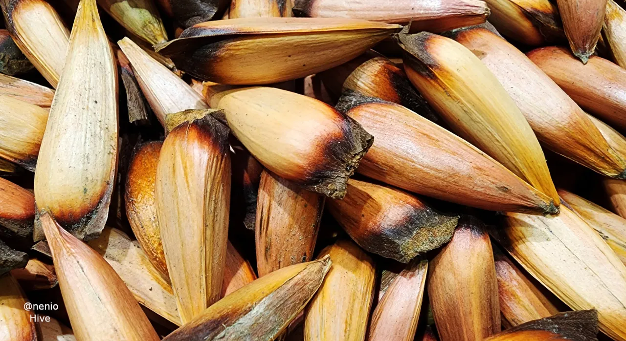 pinones-001.jpg