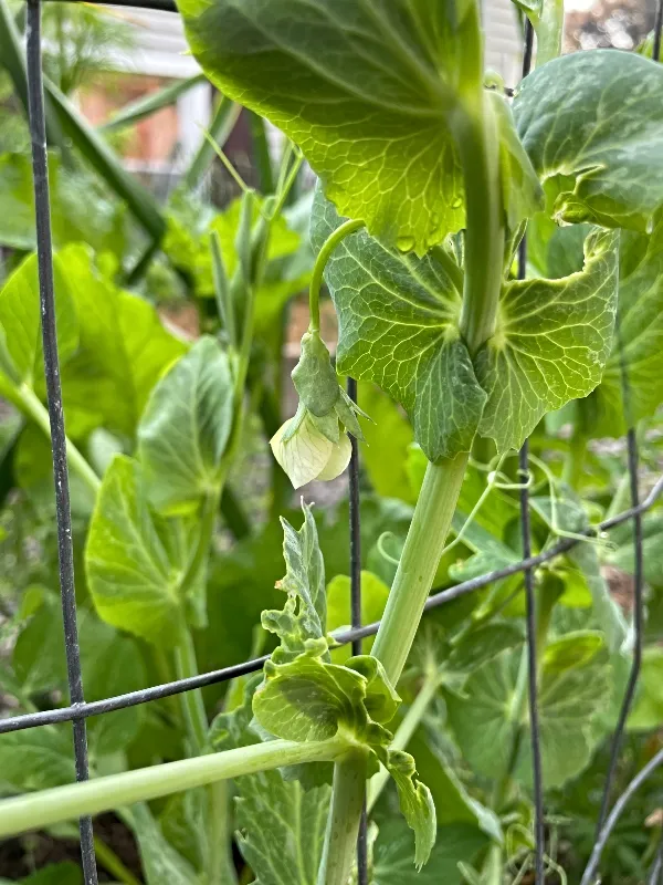 garden-peas.jpg