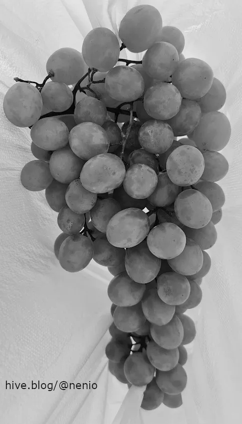 grapes-01BW.jpg