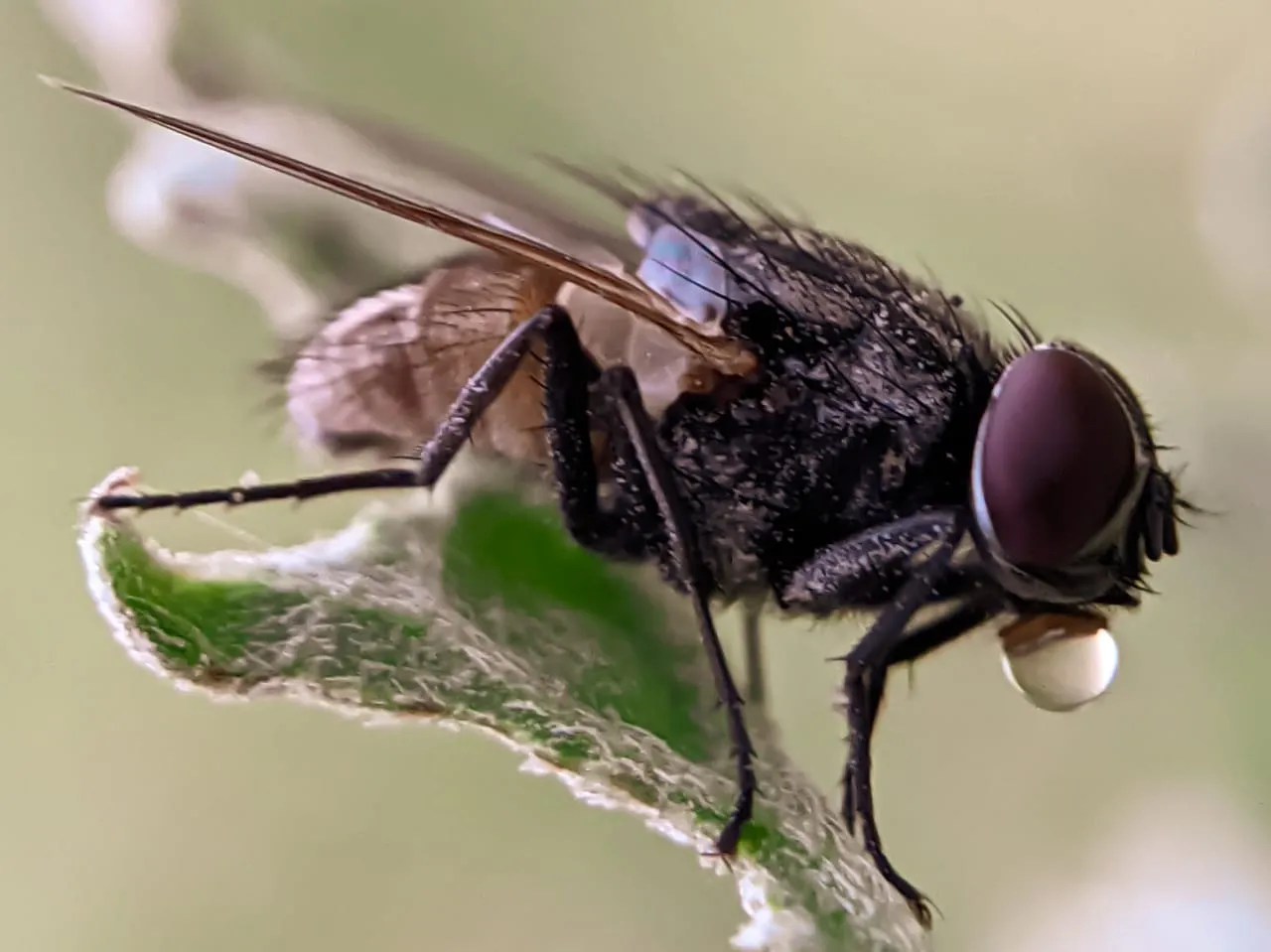 fly (14).jpeg