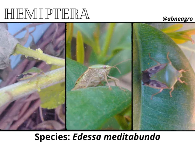 Hemiptera99.png