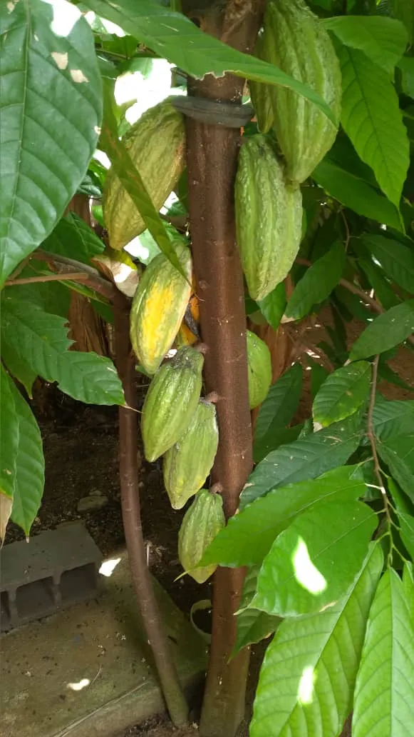 Cacao por.jpg