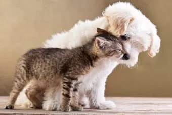 a furball.jpg