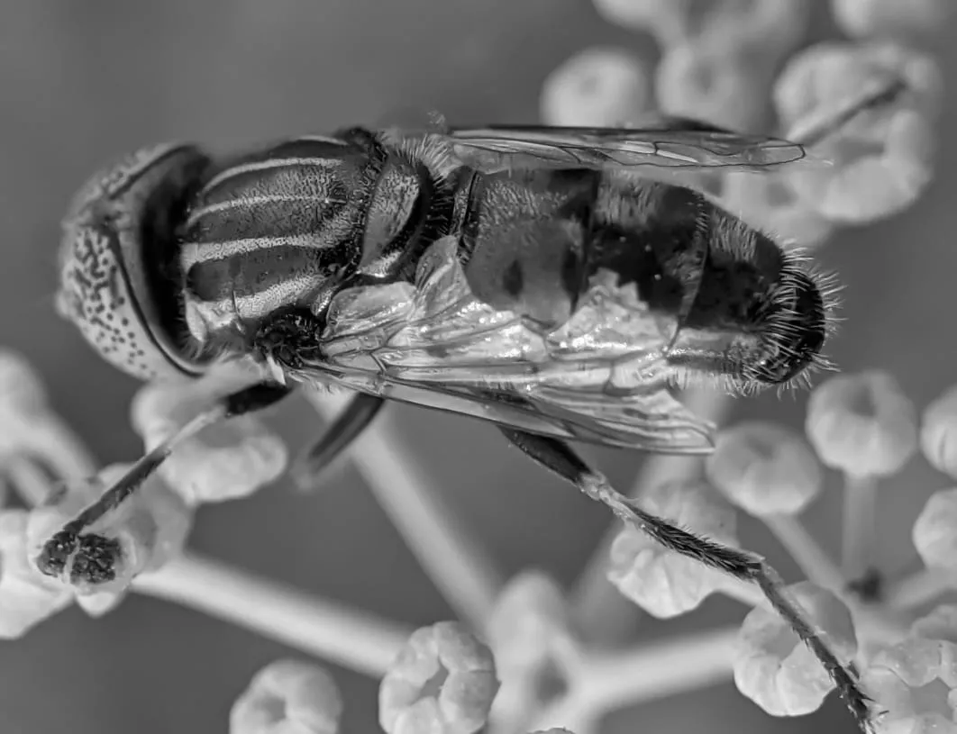 fly (36).jpeg