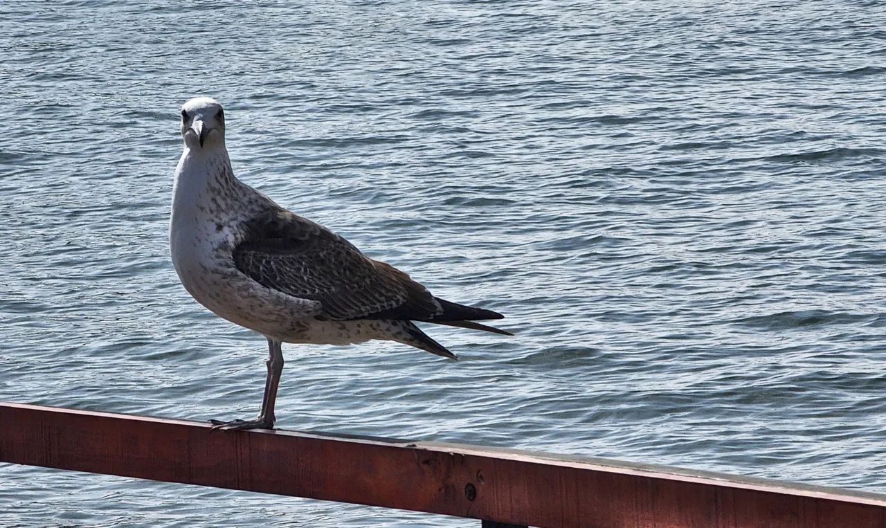 seagull-017.jpg