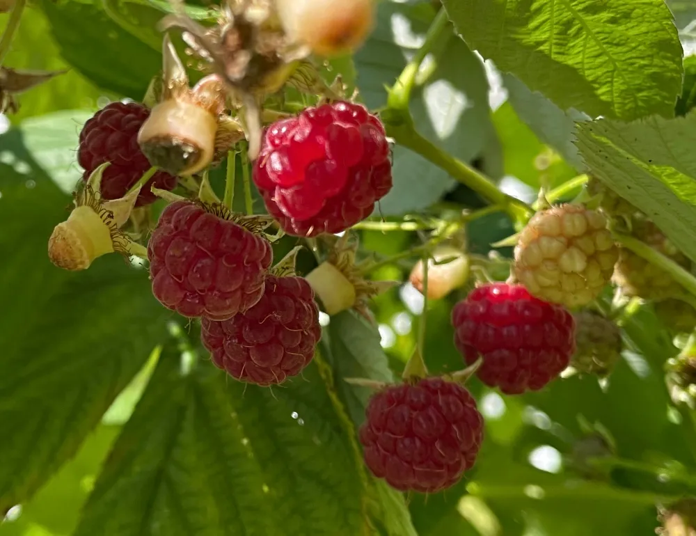 raspberries.jpg
