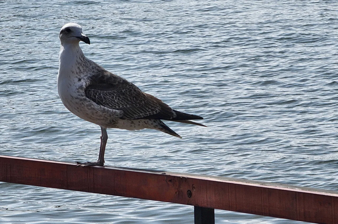 seagull-018.jpg