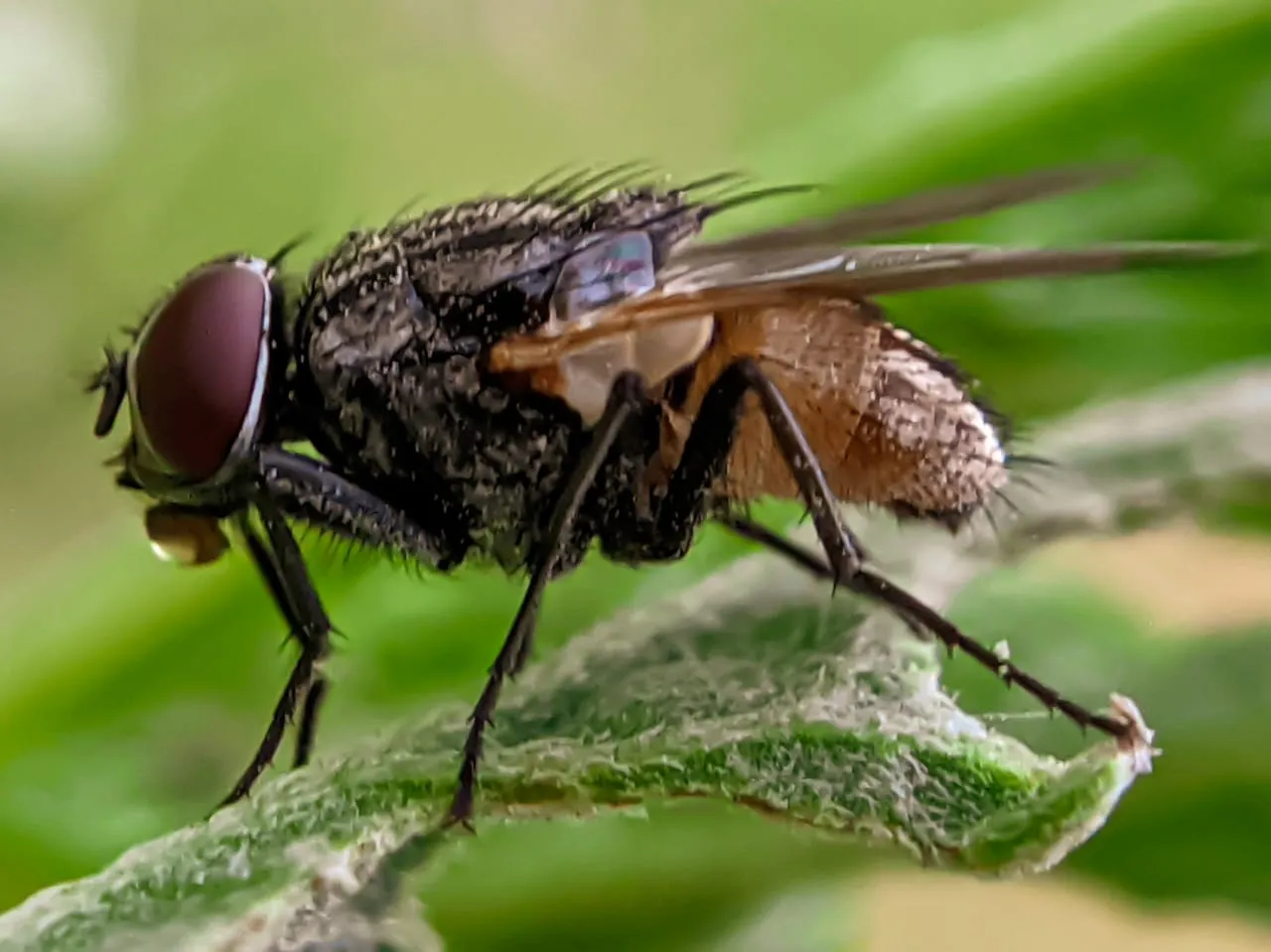 fly (12).jpeg