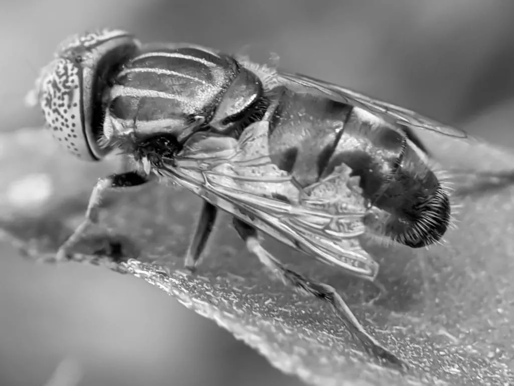 fly (38).jpeg