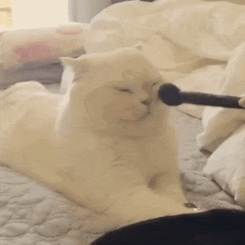 giphy (1).gif