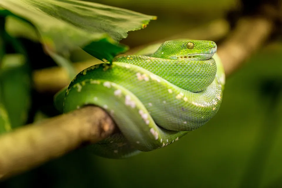 snaaaaaaaaa.jpg