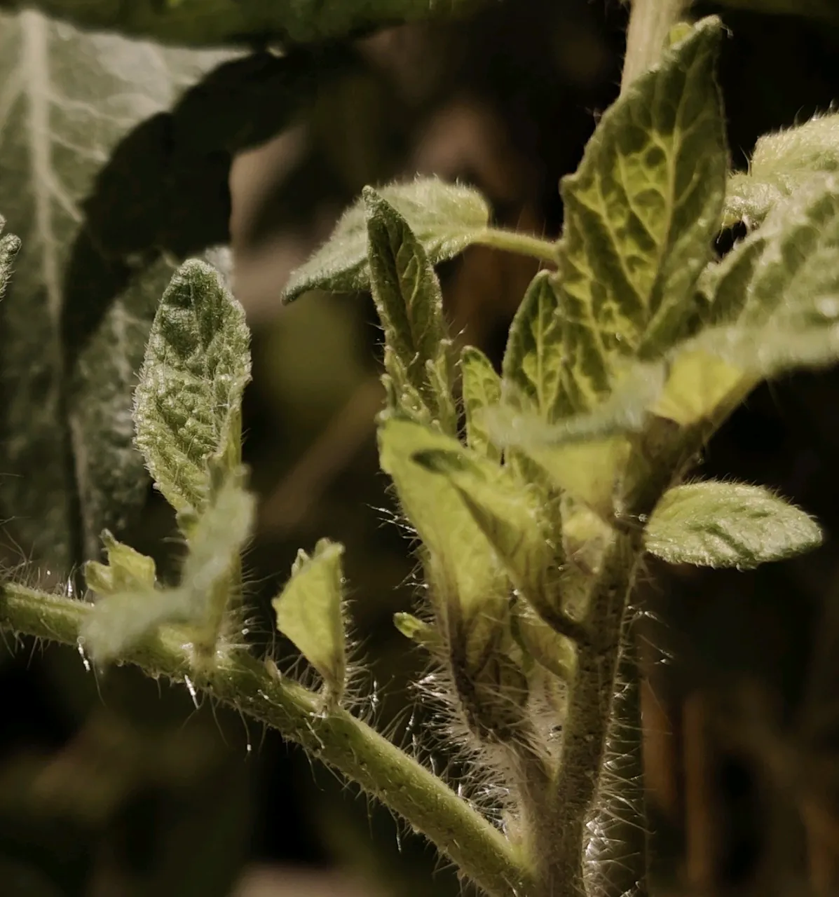 plant-macro.png