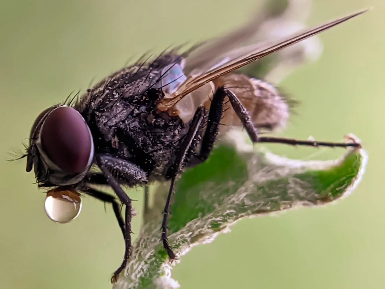 fly (11).jpeg