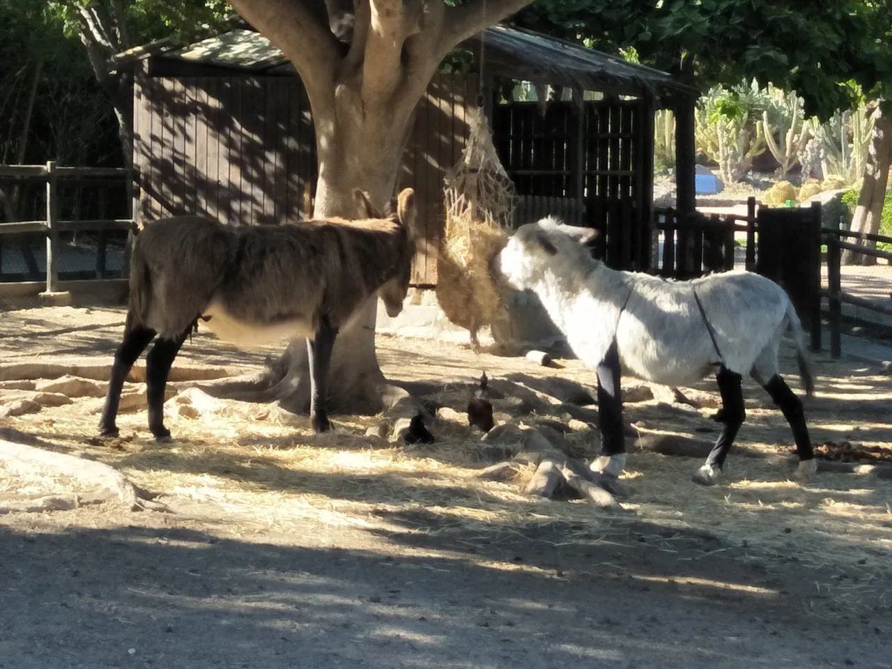 donkey sum.jpg