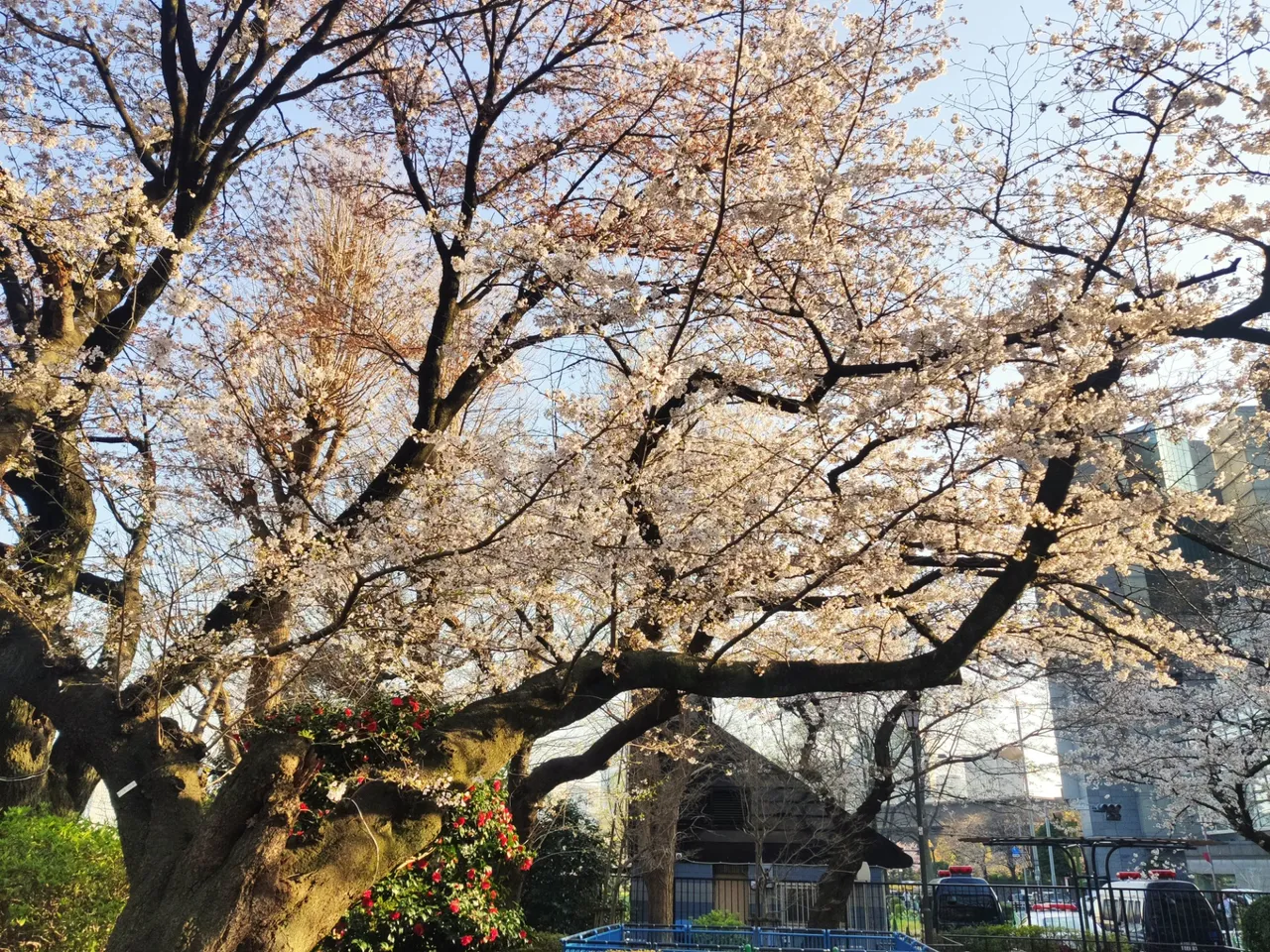 Chidorigafuchi