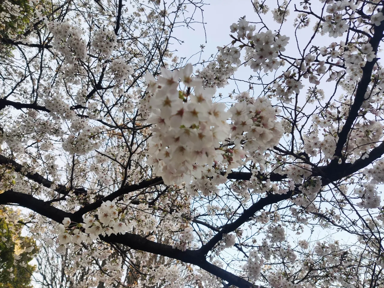 Chidorigafuchi