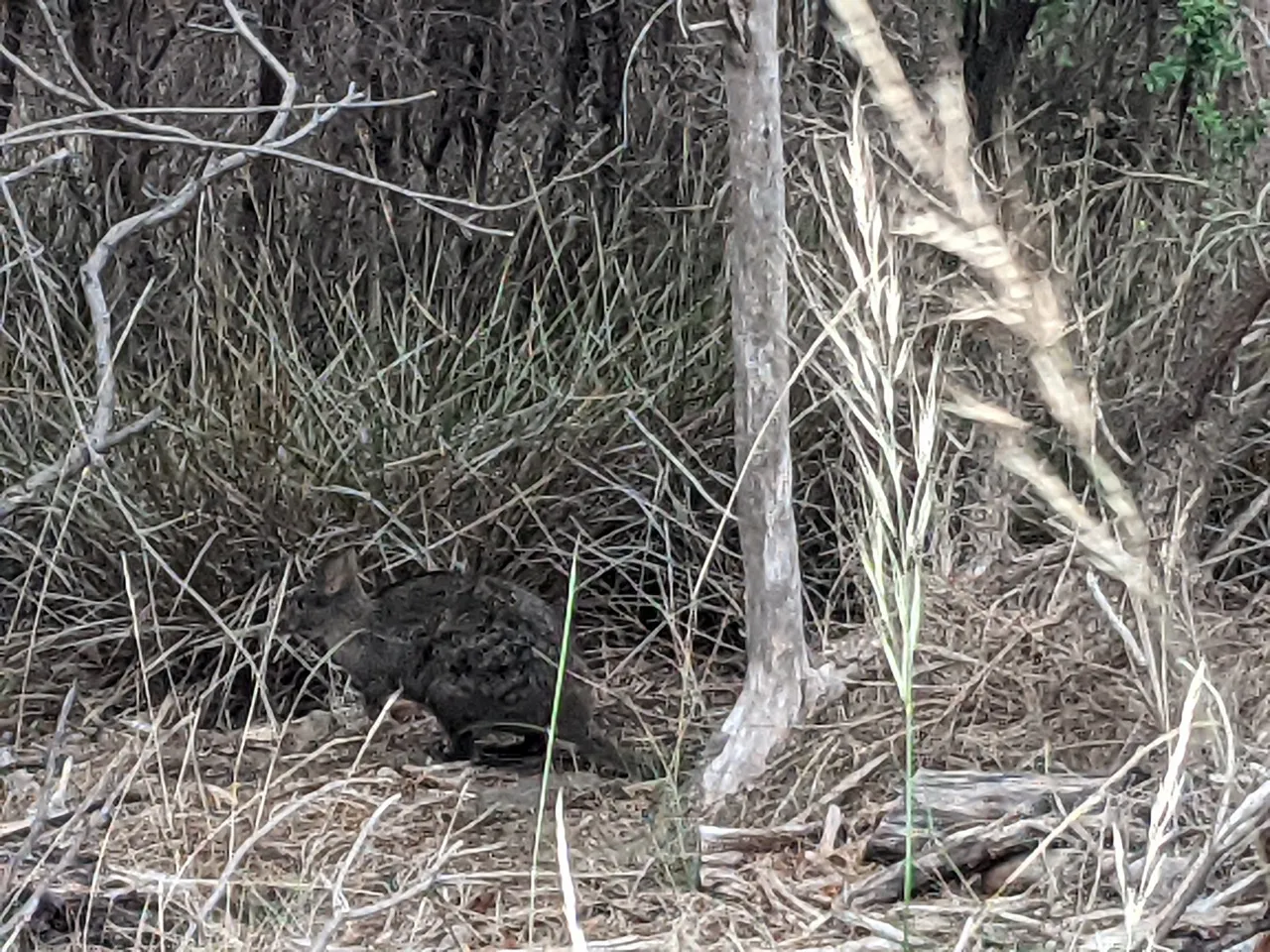 There was heaps of wildlife in the bush on either side of the parkrun course. I saw several small mammals while I was walking (and Brad was running). I **think** this is a pademelon? Kind of like a wallaby or a very small kangaroo but even shorter and stockier, but just as cute!