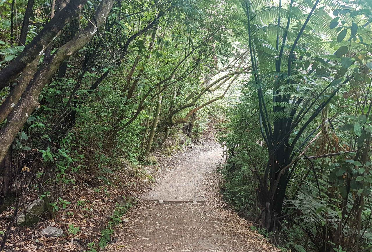 Forest bathing in Abel Tasman National Park