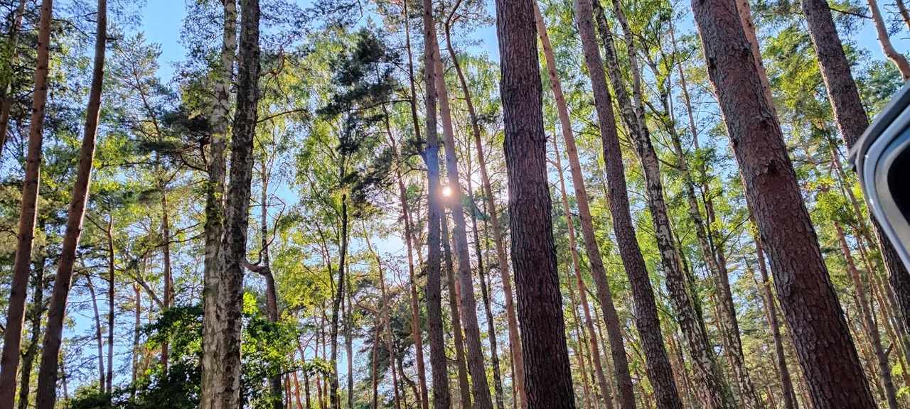 The wood where the camp was