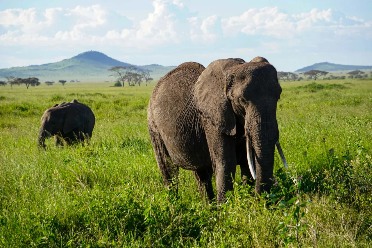 The mighty Serengeti will never die!! Safari in Tanzania.