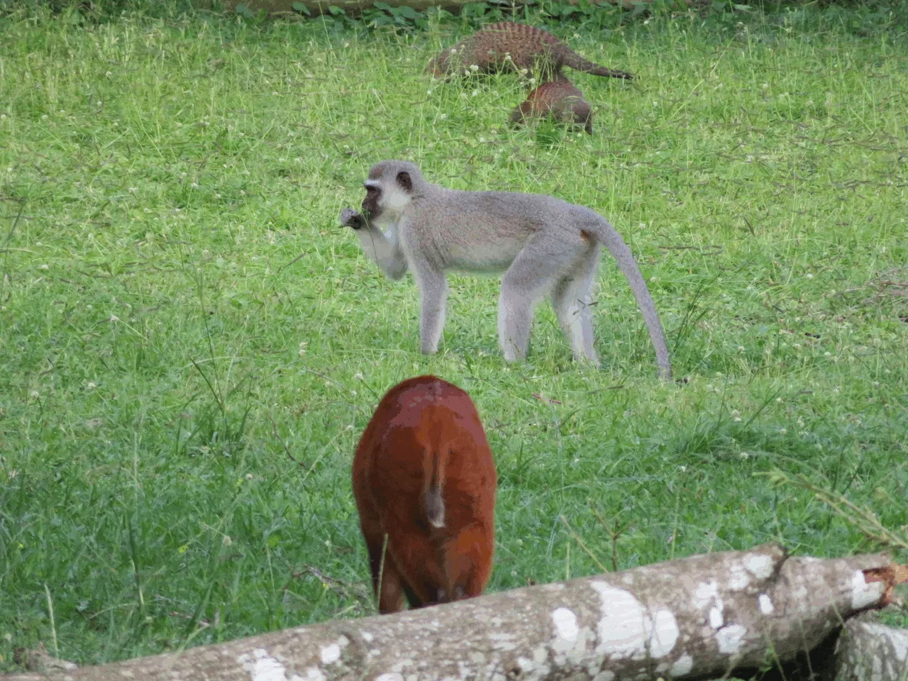 Animals - Red duiker, Mongoose, Vervet Monkey