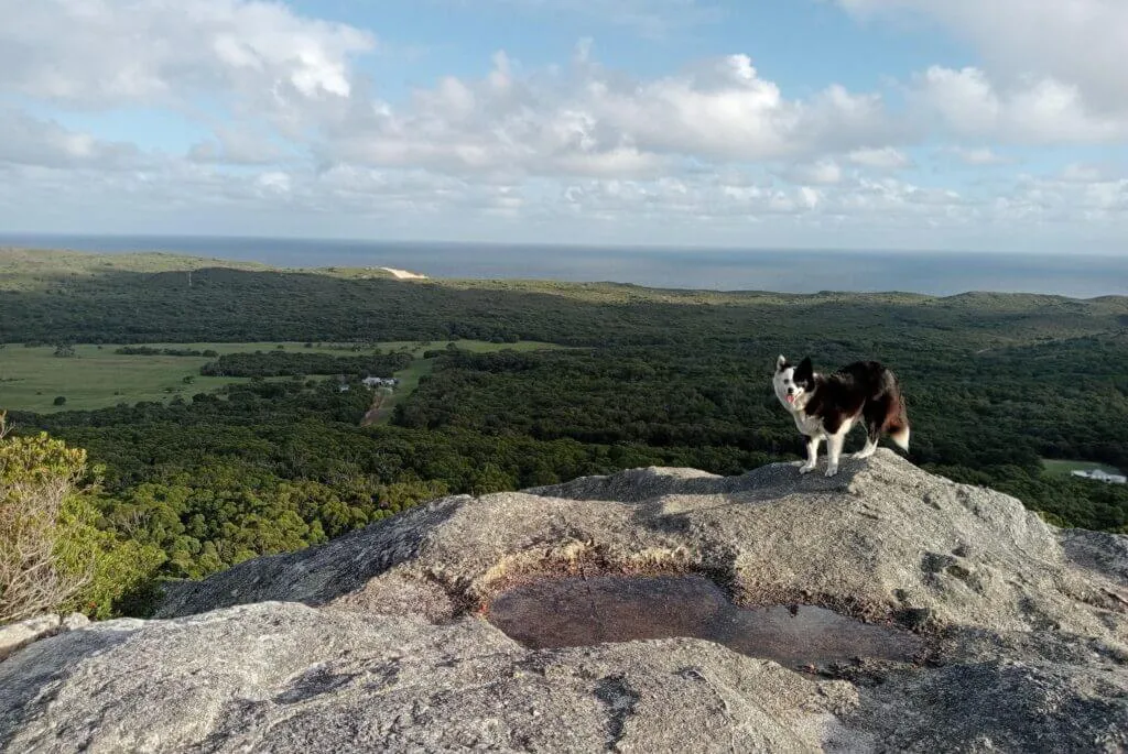 With a border collie through Australia in a caravan