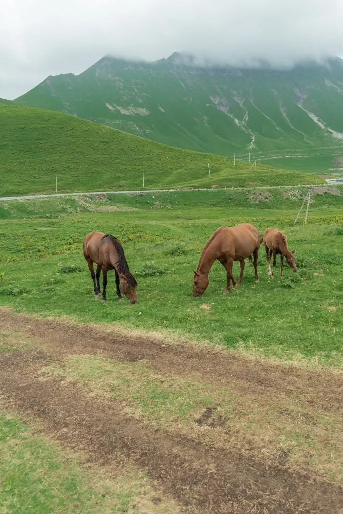 Mountains in Georgia and horses