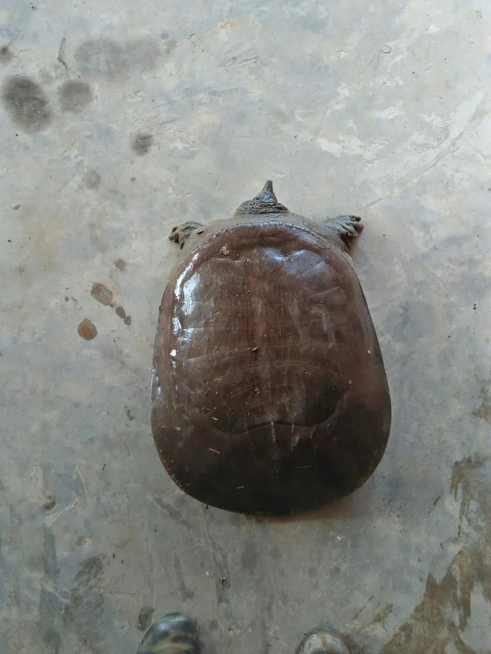 https://s3.us-east-2.amazonaws.com/partiko.io/img/veradaffa-helm-alami-1530788984871.png
