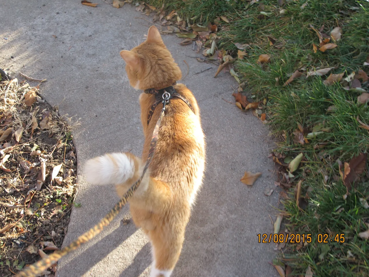 Cat on leash